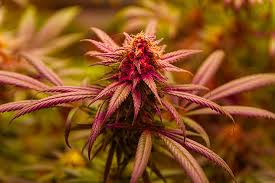 Cannabis Seeds New Brunswick A Comprehensive Guide Cannabis Seeds New Brunswick A Comprehensive Guide
